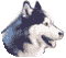 haskii.gif