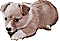 puppy.gif